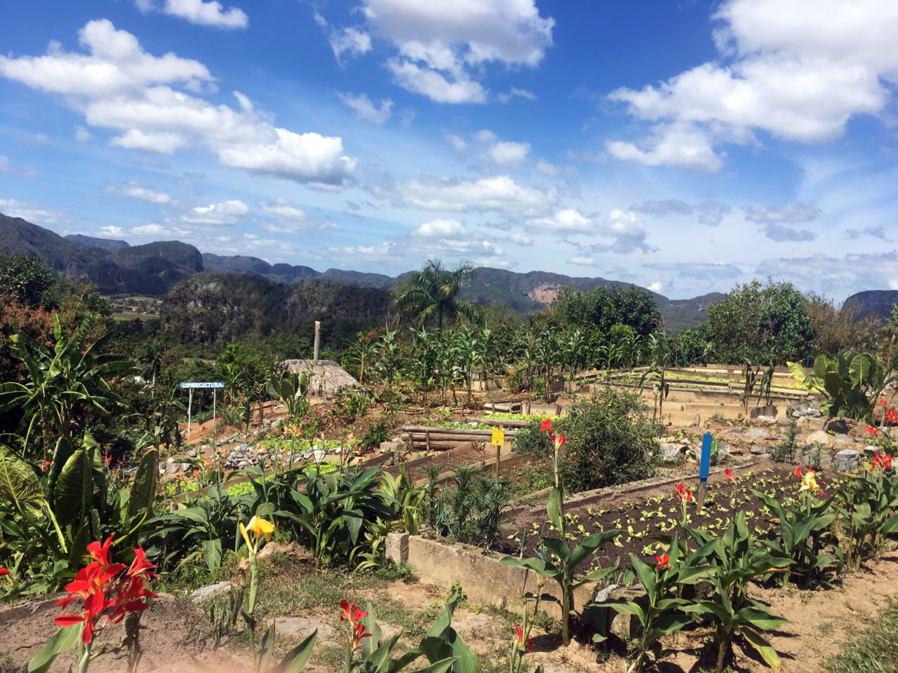 farm in Cuba