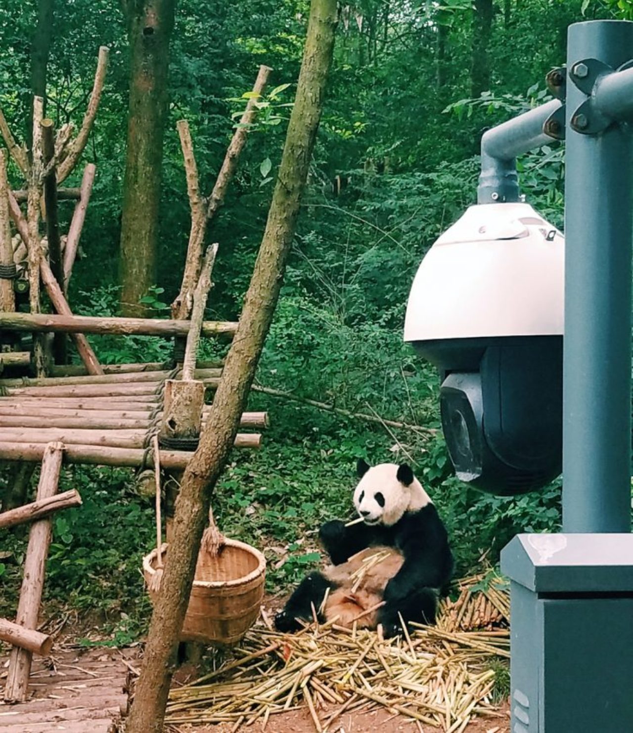 The Chengdu Research Base of Giant Panda Breeding protects the species and allows the black-and-white bears to live in their own habitats.