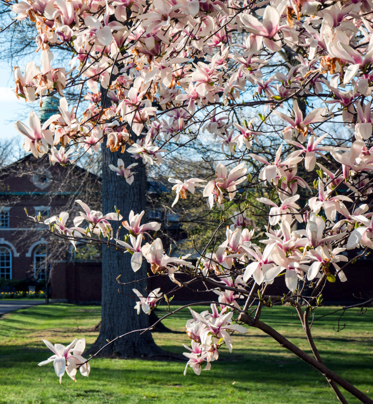 Magnolia blossoms bloom in the spring at FDU’s Florham Campus. (Photo by Joshua Siniscal)