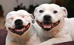 Two happy looking dogs