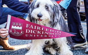 A dog posing with a FDU pennant