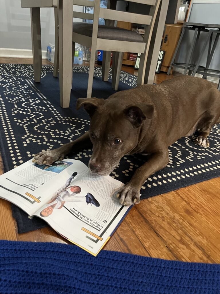 A brown dog reading a magazine