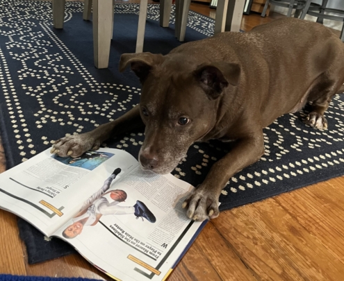 A brown dog reading a magazine