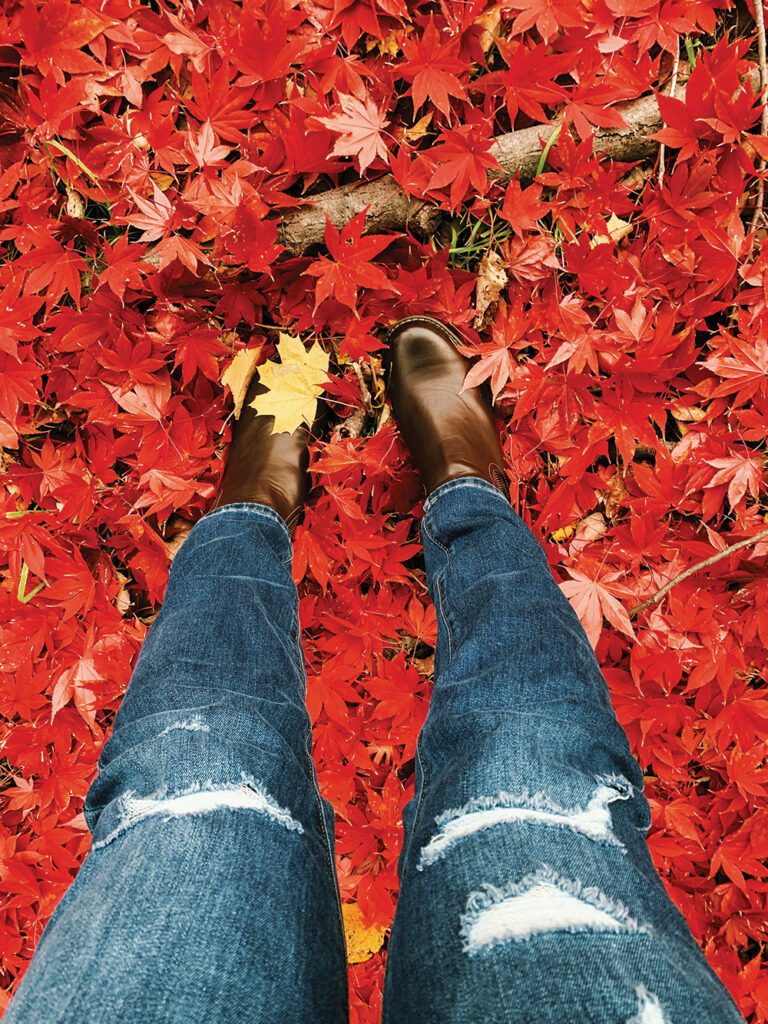 View of a woman's ripped jeans and boots, standing in a bed of bright red fall leaves.