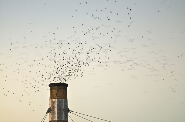 Chimney swifts flying around a chimney. 