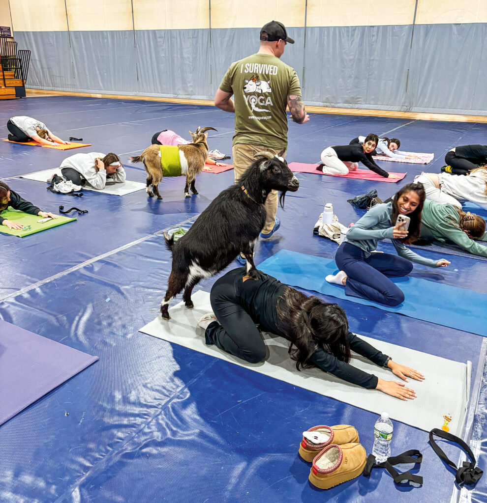 Students do yoga with goats, as one woman stops to snap a photo.