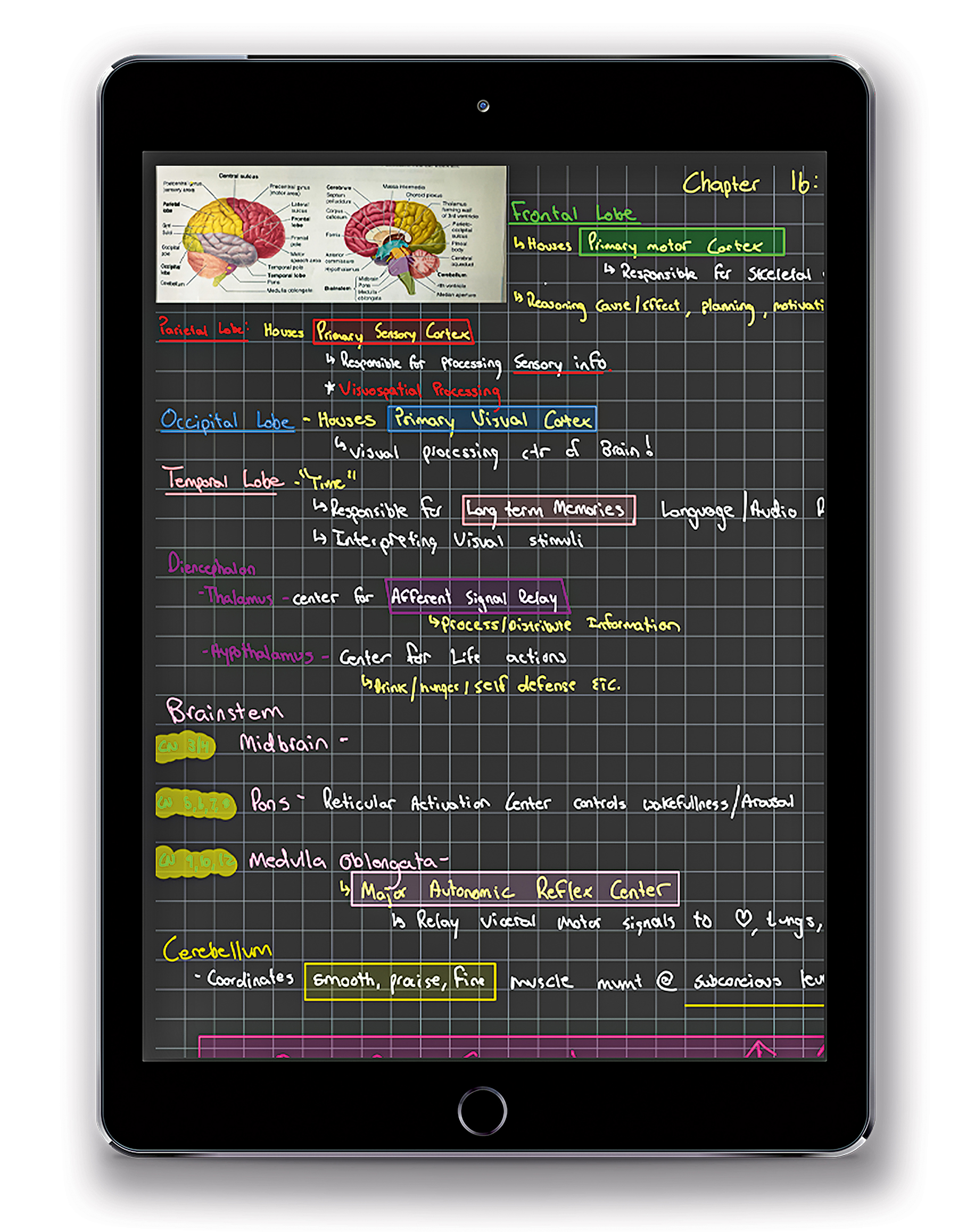 Anatomy class notes on an iPad.