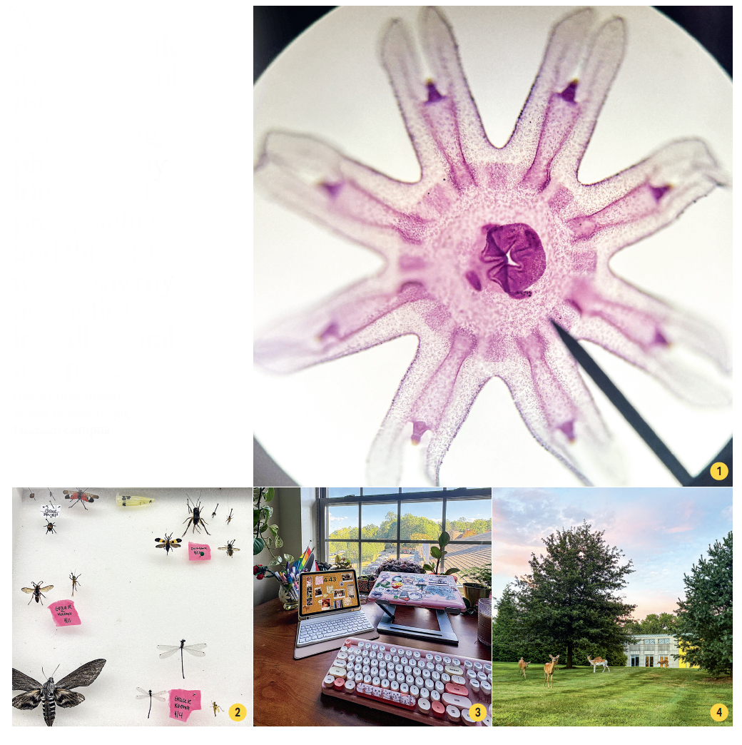 A collage of images including: a specimen under a microscope; insects on a board; a desk in a dorm and deer grazing on campus.