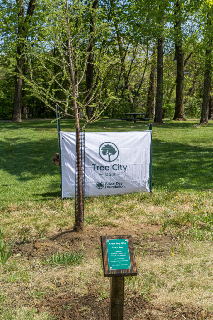 A freshly planted tree and two signs.