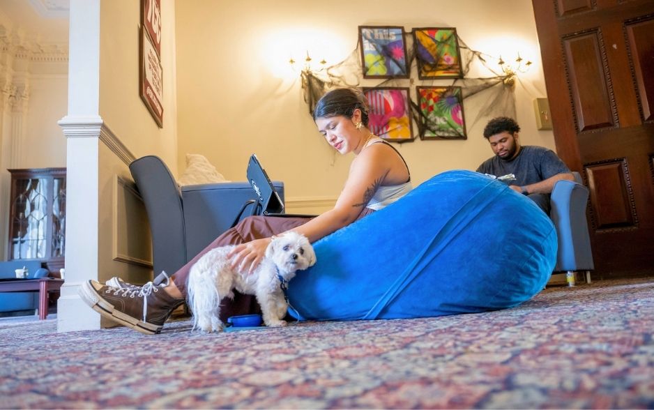 a college student sits in a bean bag chair with a laptop on her lap. next to her is a white dog, and she pets the dog.