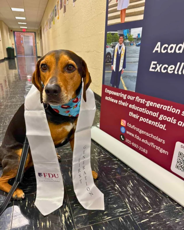 Jerry is commencement-ready! 🐶🎓

Get ready, info in bio.         ... read more on Instagram.